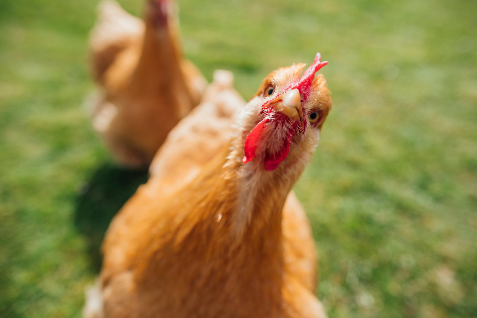 Buff Orpington Hen